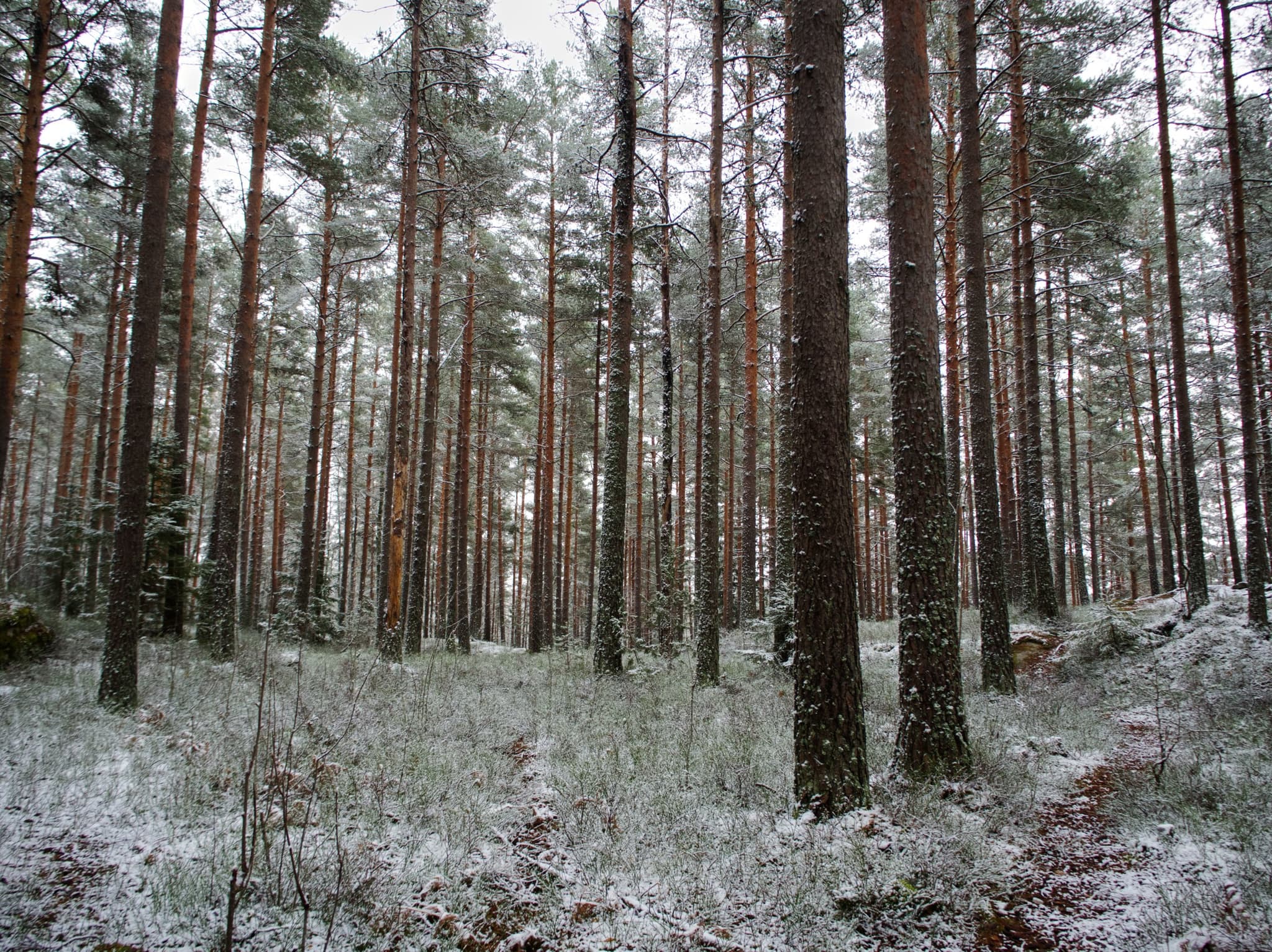 Snow-dusted pine forest