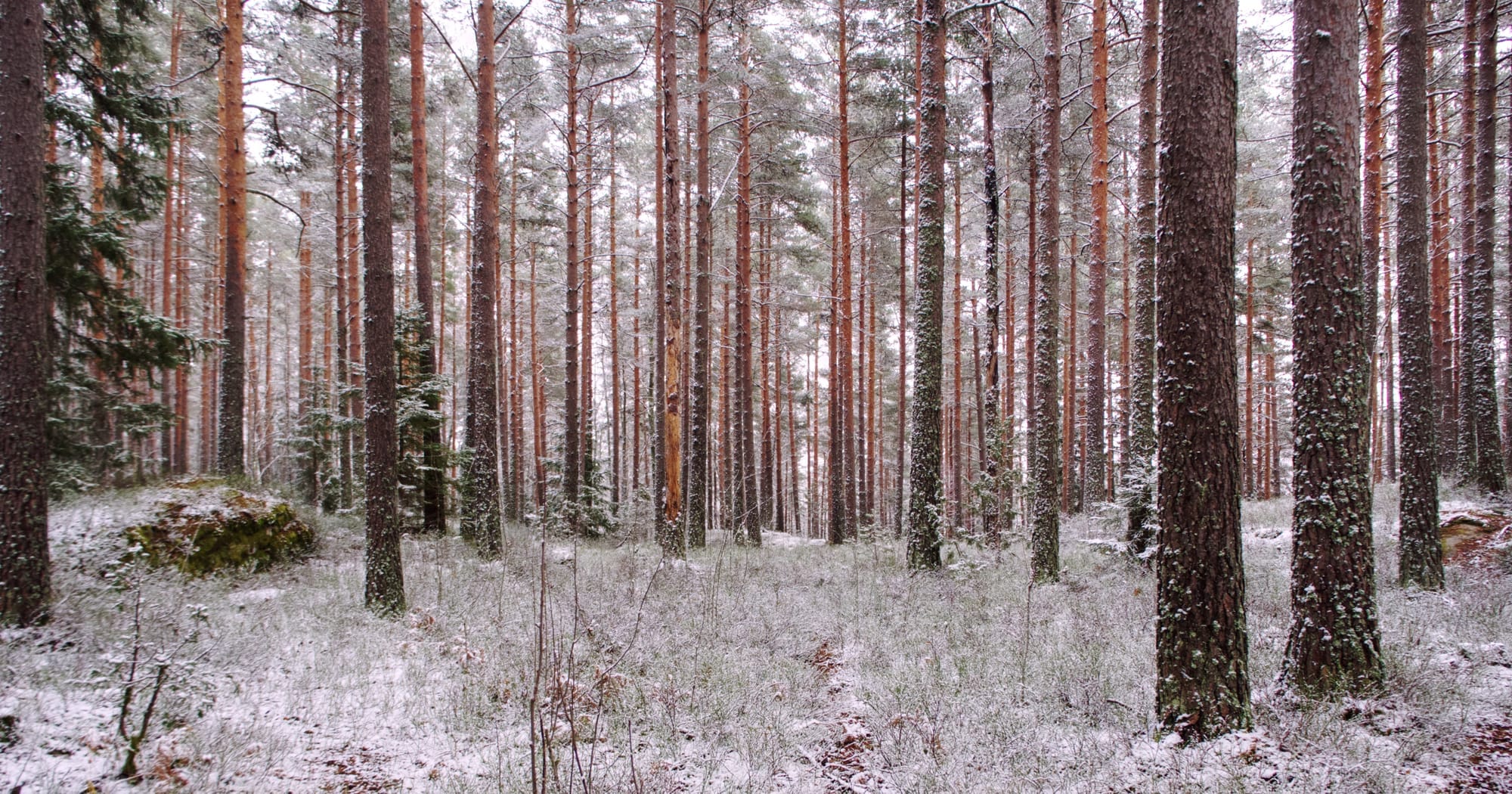 A forest outside of Oslo