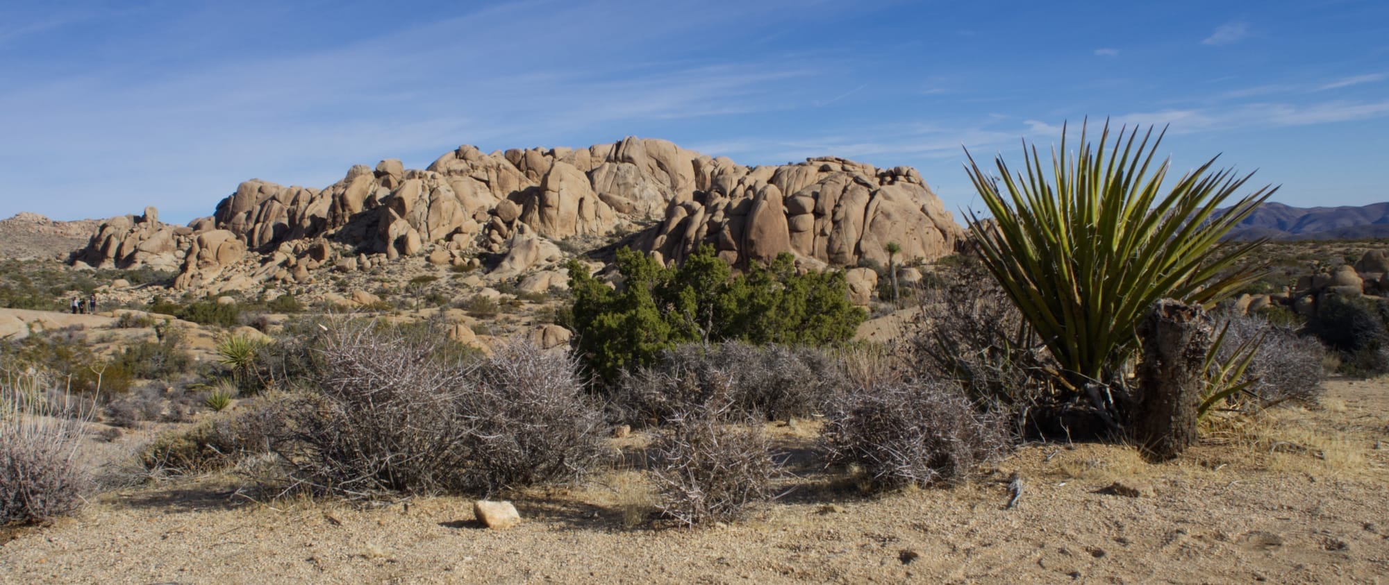 Joshua Tree National Park in California
