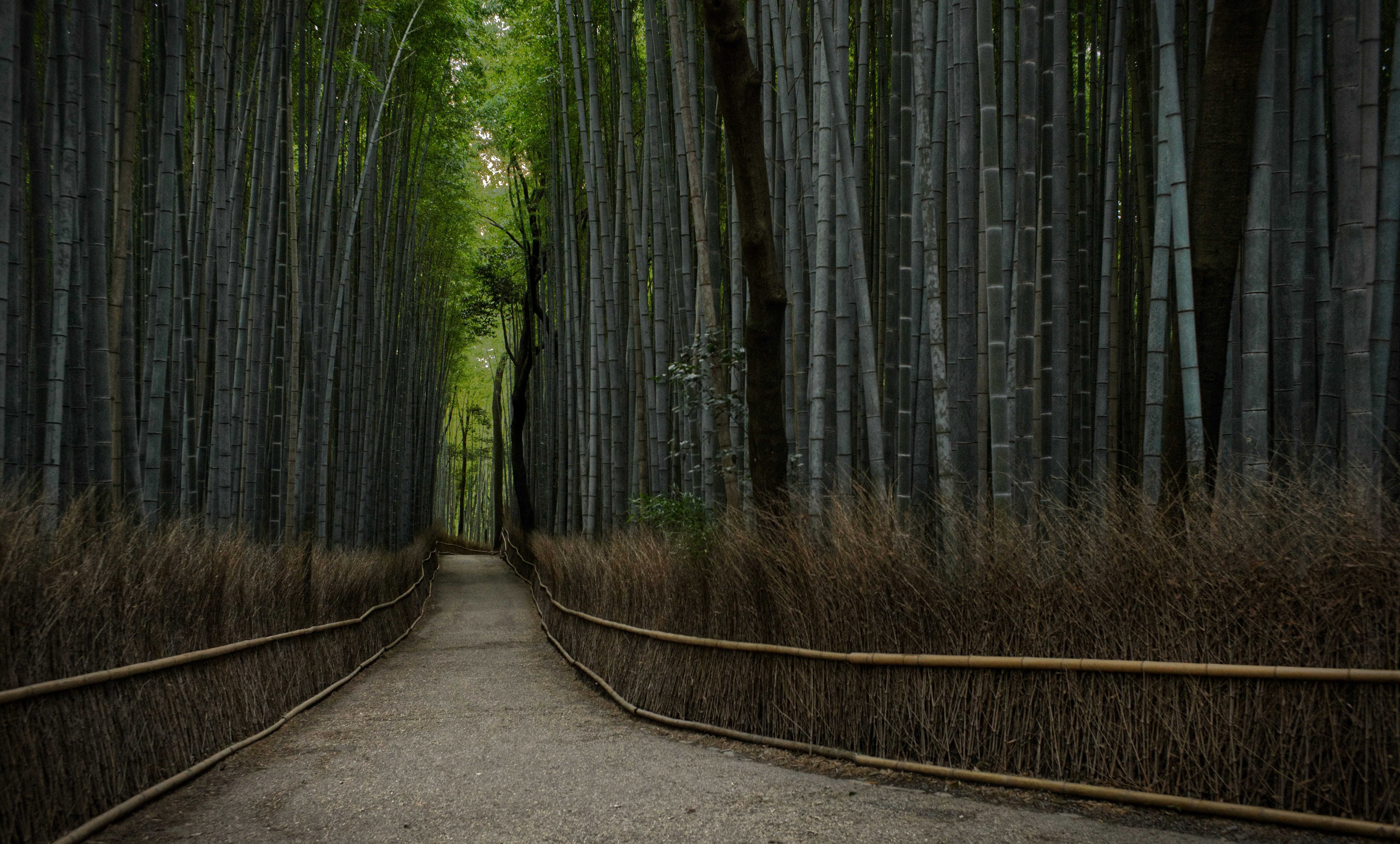 A path through tall bamboo stalks in Arashiyama