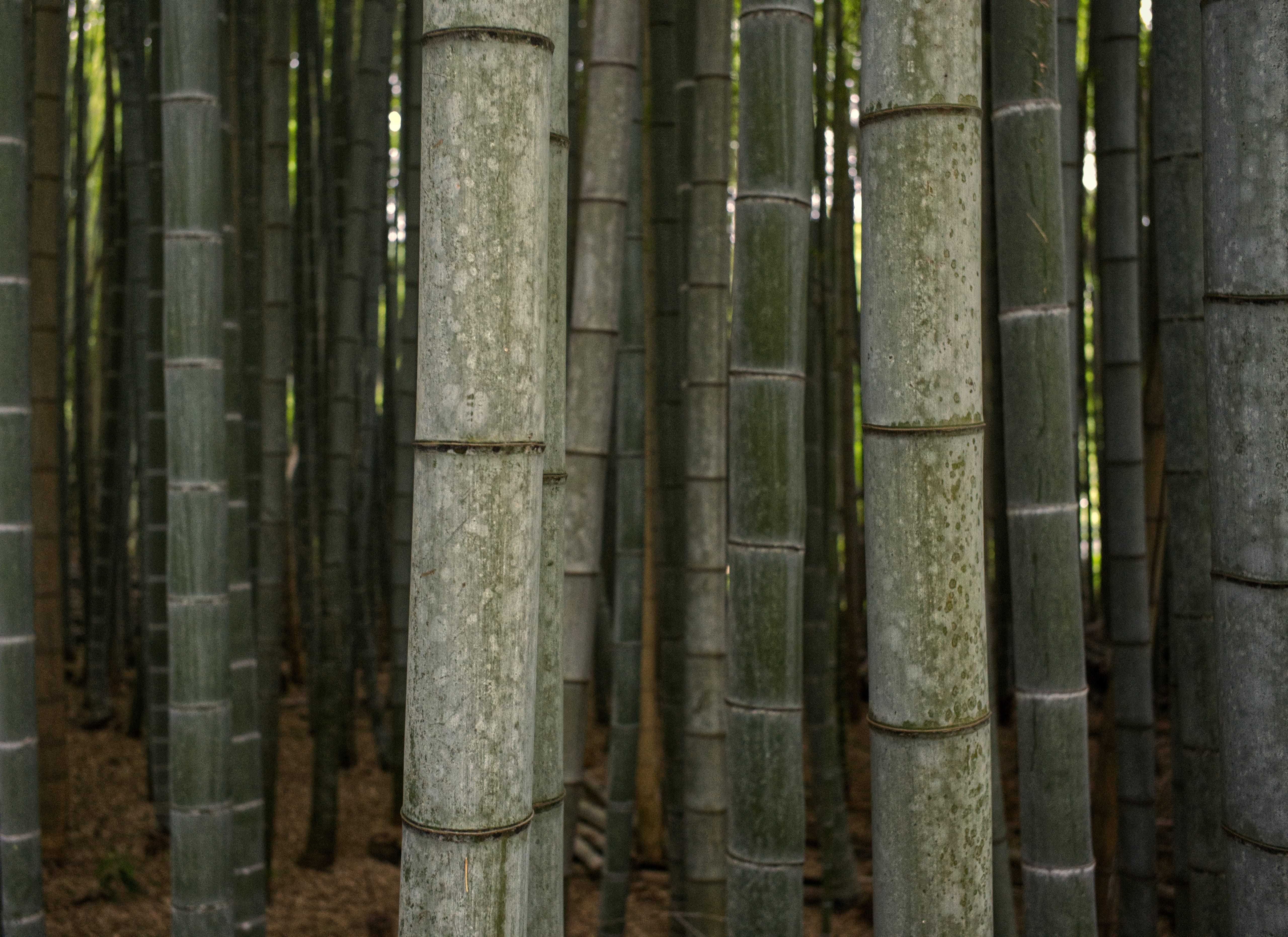 Tall bamboo stalks rising overhead in Arashiyama
