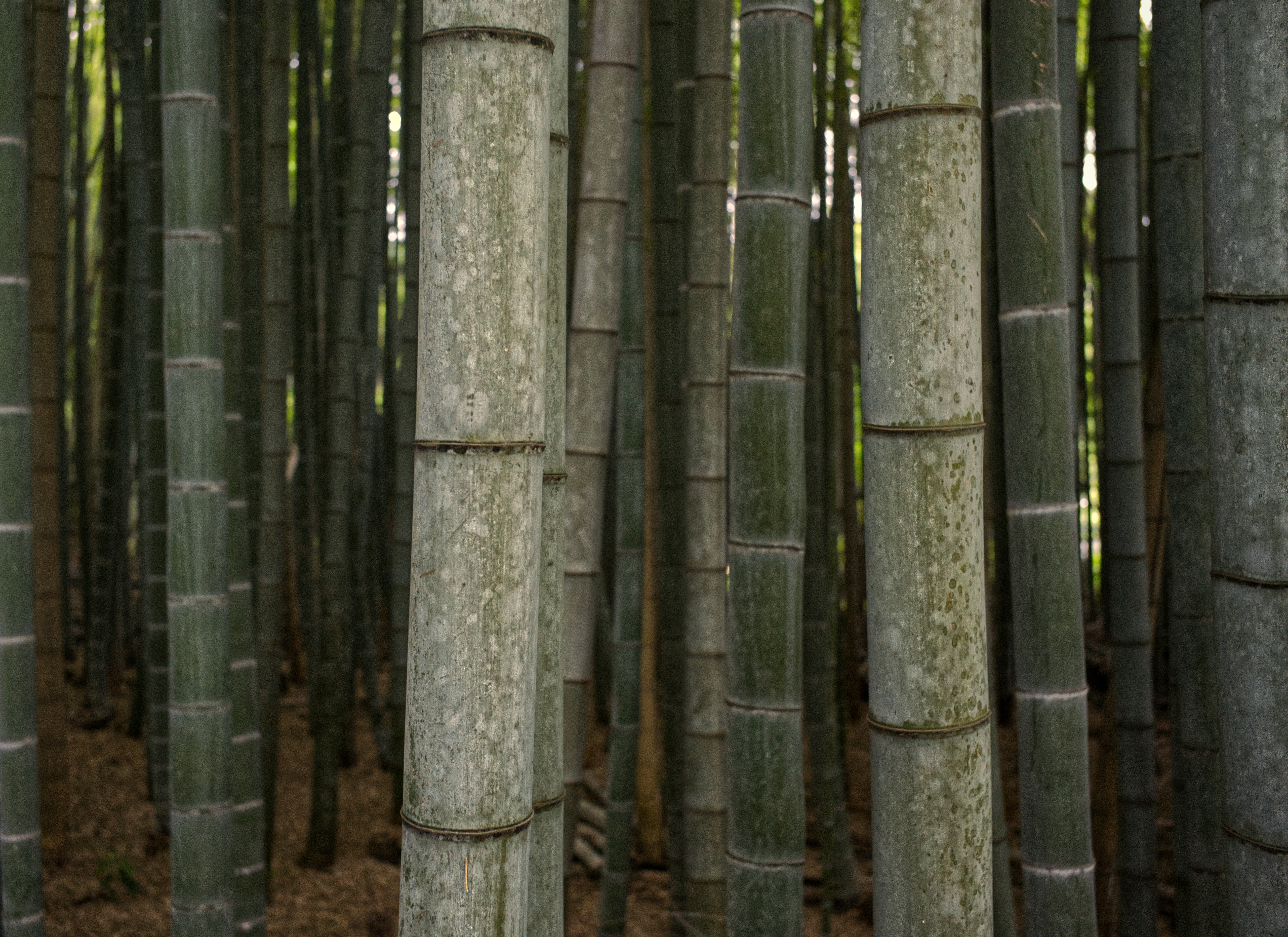 Tall bamboo stalks rising overhead in Arashiyama